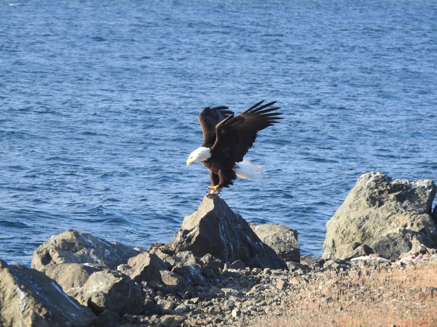 Bald Eagles - adult and juvenile, Sekiu, WA