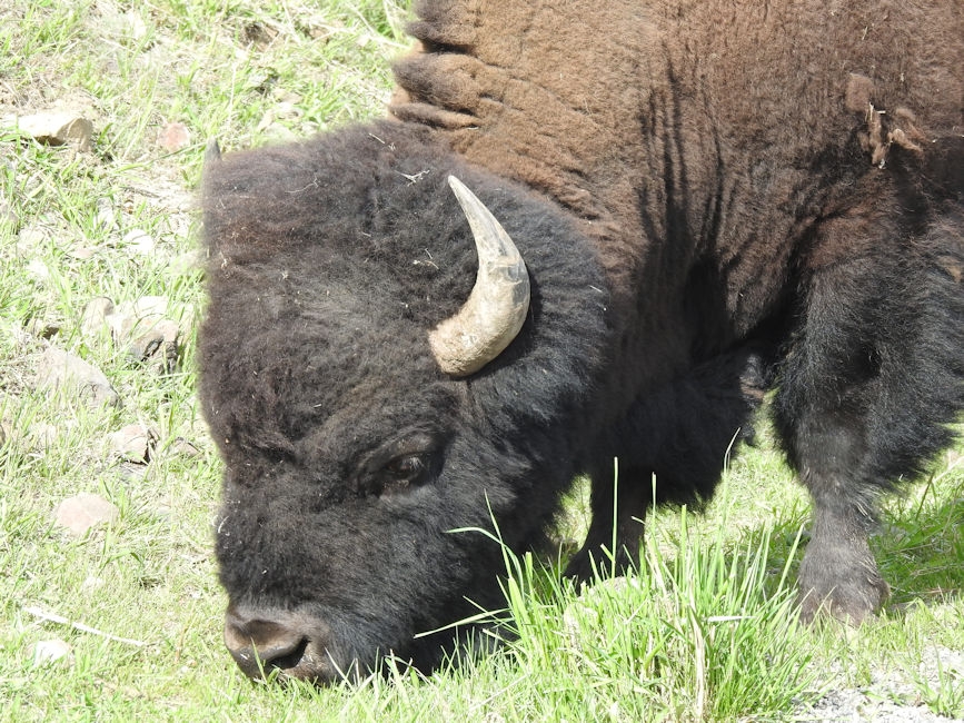 Bison in Yellowstone National Park