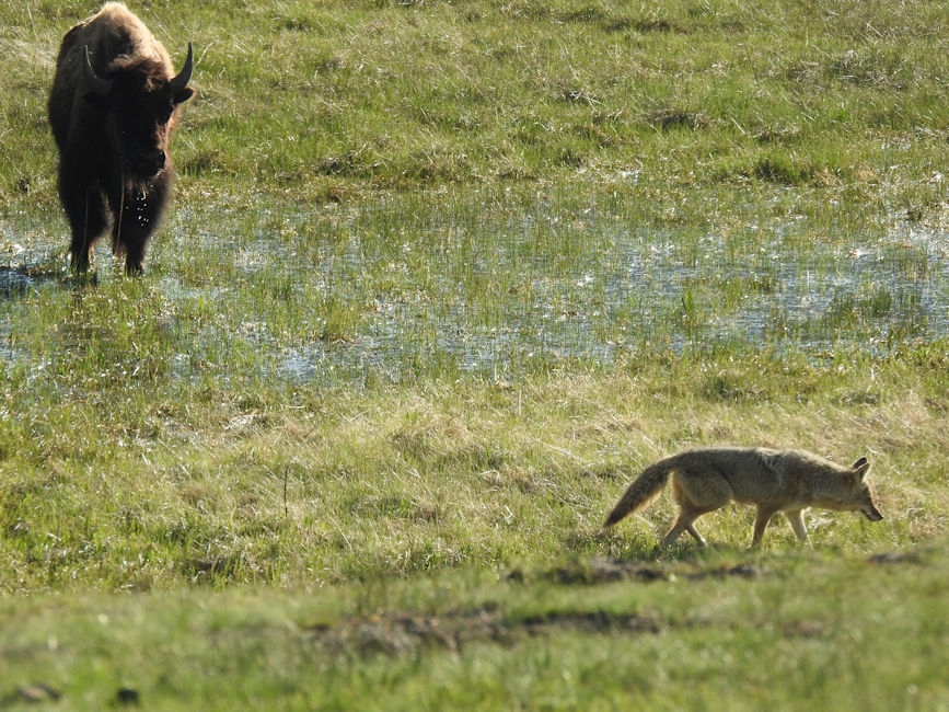 Bison & coyote, Yellowstone National Park