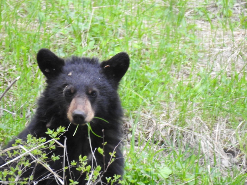 Black bear, Yellowstone National Park