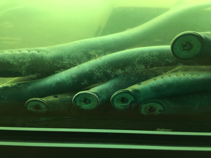 Bonneville Dam Fish ladder, OR