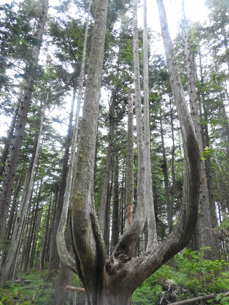 Cape Flattery Trail, WA