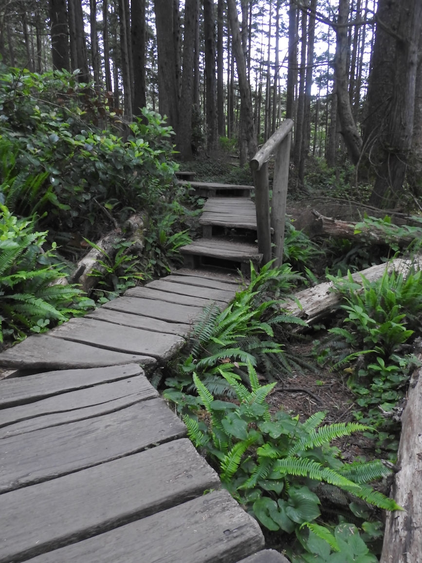 Cape Flattery trail, WA