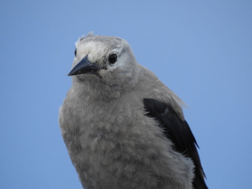 Clark's Nutcracker, Crated Lake, OR