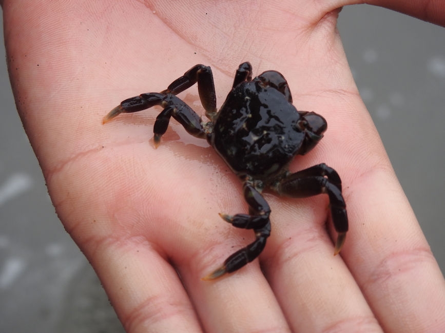 Crabs, Second Beach, Olympic National Park