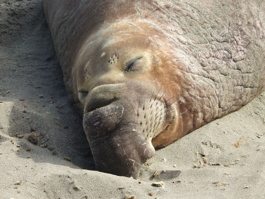 Elephant seals, San Simeon, CA