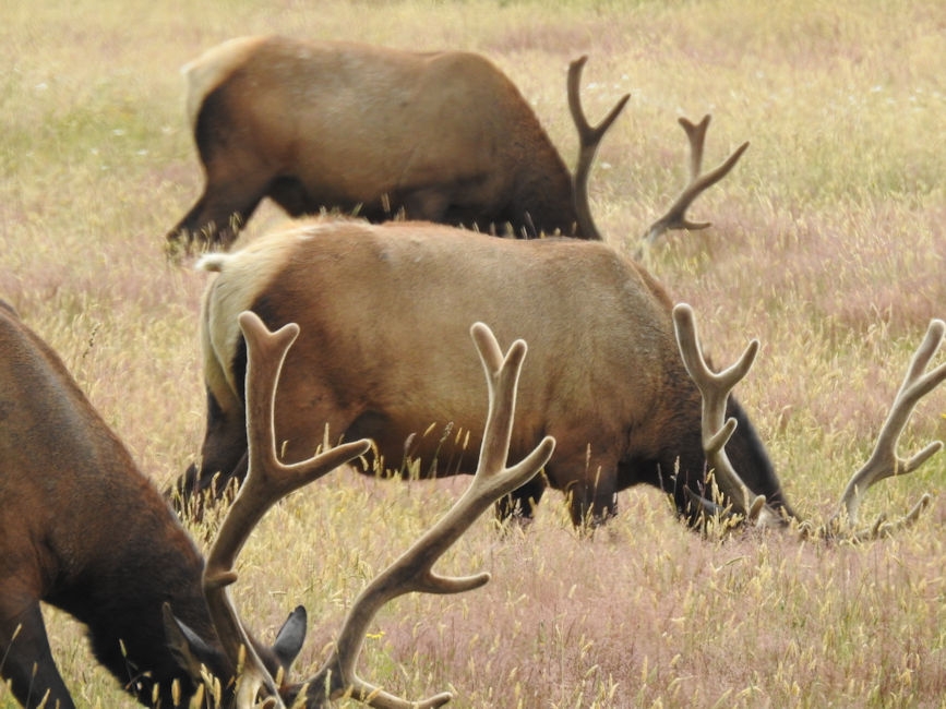 Elk, Redwood National Park