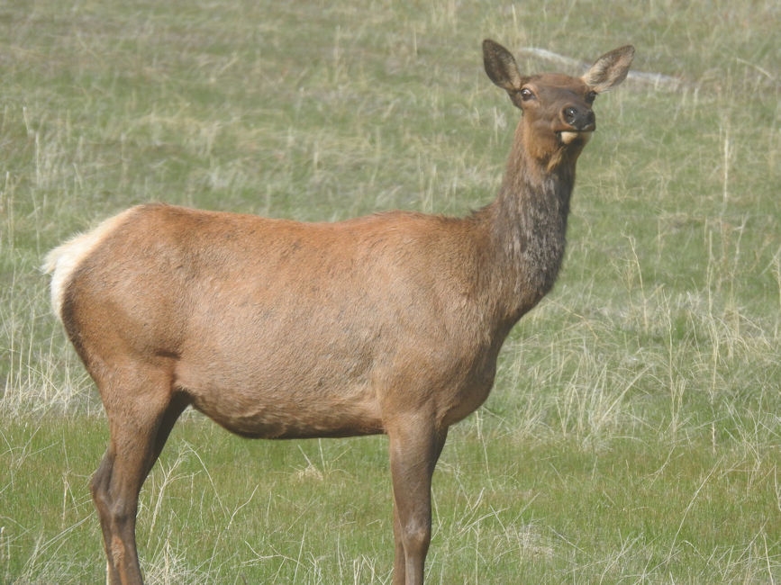 Elk herd watching in Rocky Mountain National Park