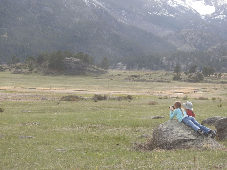 Elk herd watching in Rocky Mountain National Park
