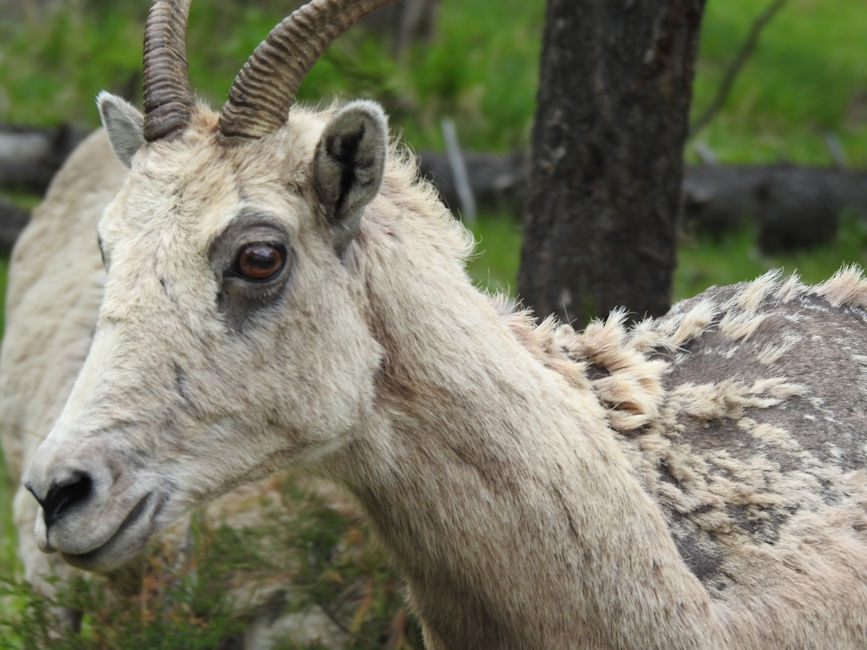 Female sheep Yellowstone National Park