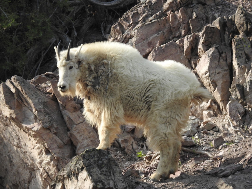 Mountain goats at a Goat Lick, MT