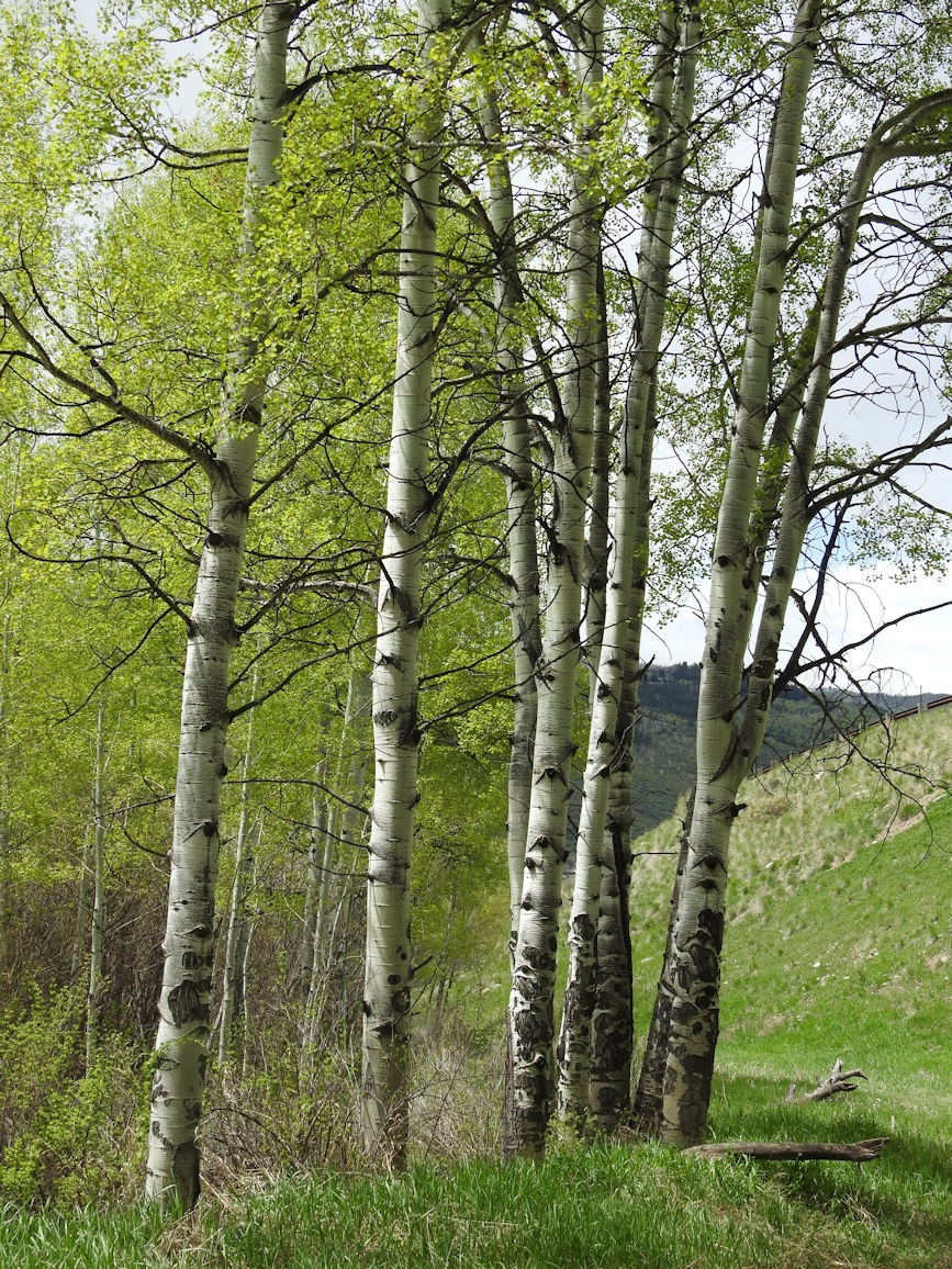 Aspen trees in Colorado springtime