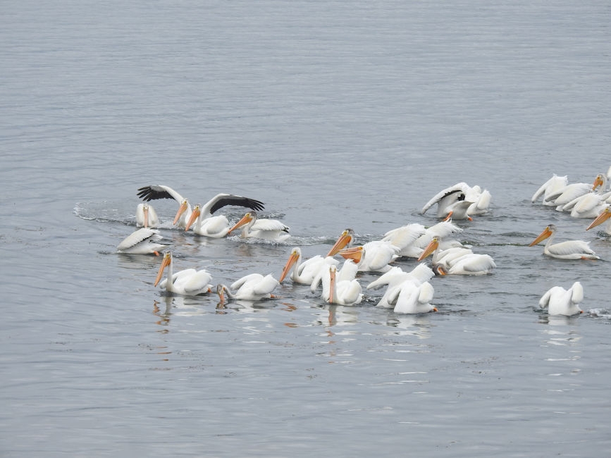 Pelicans in Astoria, OR