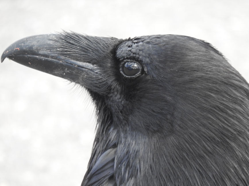 Ravens in Yellowstone National Park