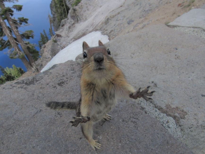 A ground squirrel at Crater Lake, OR