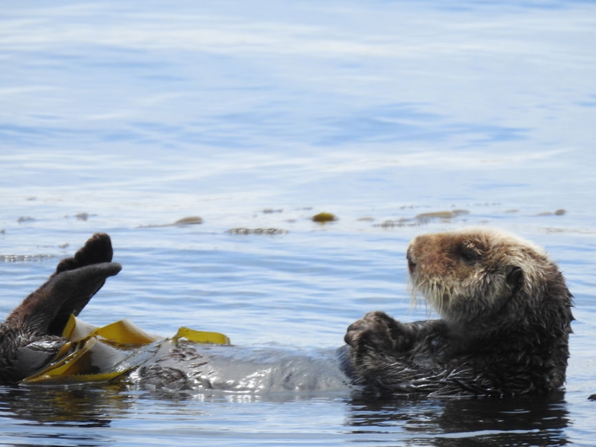 Sea Otters in kelp, Morro Bay, CA