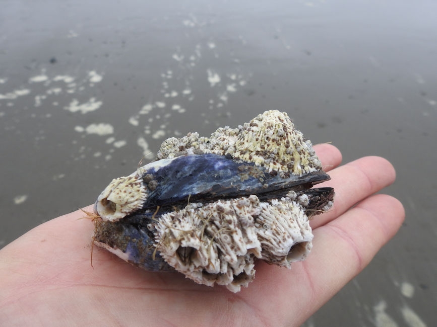 Sea creatures on Second Beach, Olympic National Park