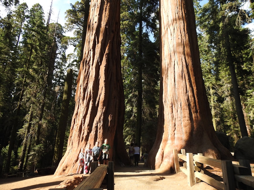 Sequoia trees, King's Canyon Nationa Park