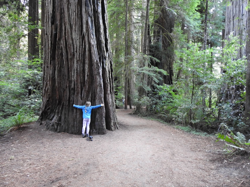 Stout Trail, Redwood National Forest, CA
