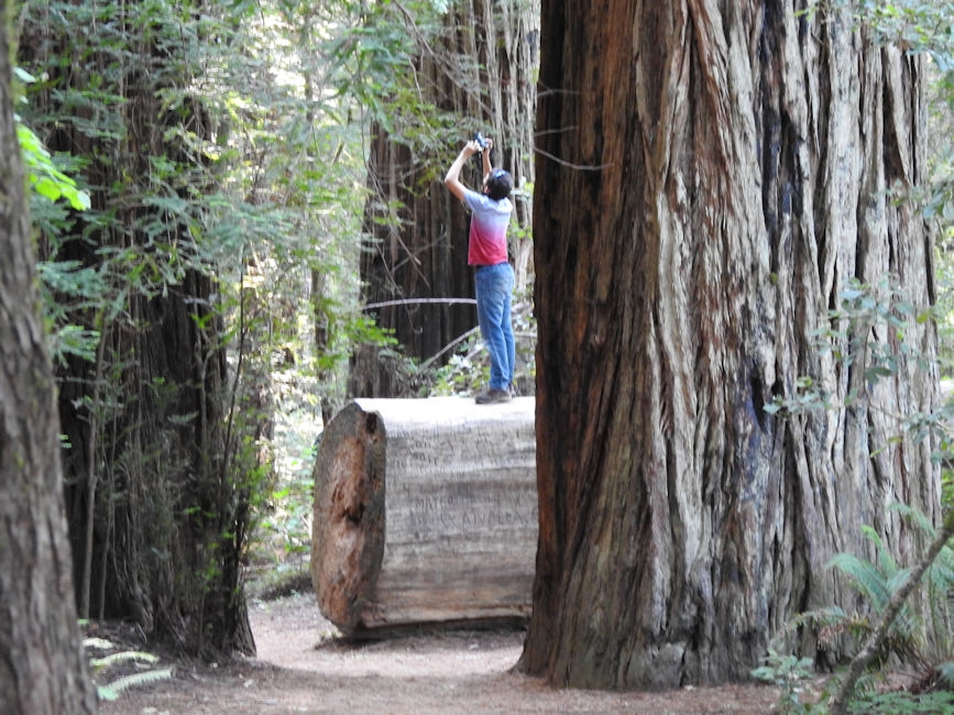 Stout Trail, Redwood National Forest, CA