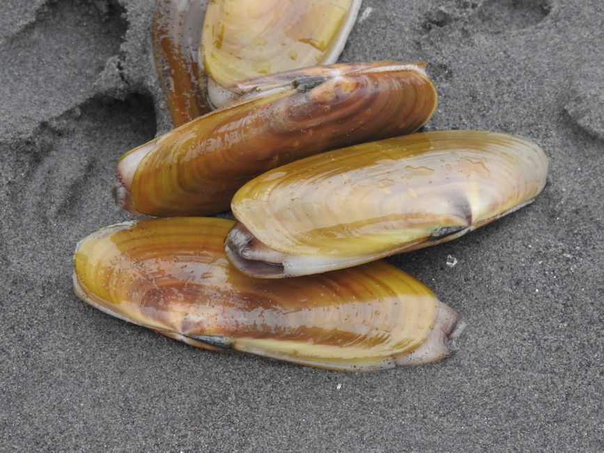 Zipper clamming, Fort Stevens State Park, OR