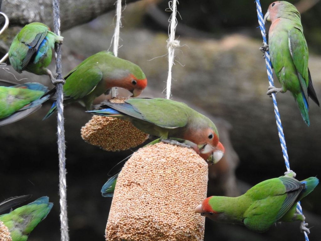 South Africa Daily Diary south-africa